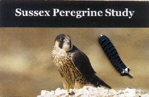 Sussex Peregrine