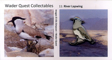 No.3 Hooded Plover Enamelled Pin BadgeWader Quest Bird Pin Not RSPB 